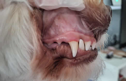 Close view of a dog’s teeth and gums
